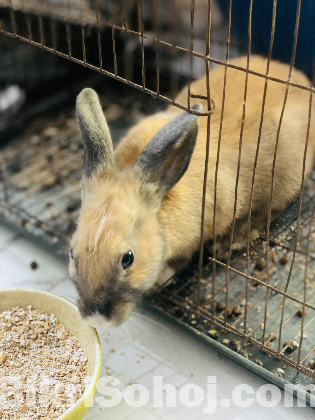 Rabbit Male/Female